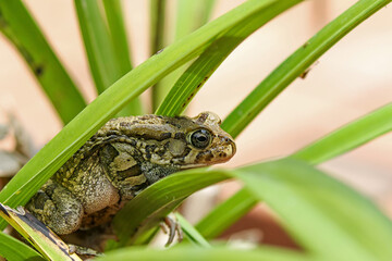 A Frog on a leaf