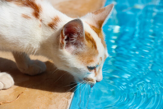 Drinking from the pool, thirsty street cat in Bitez, Turkey

Dorstige poes komt drinken uit het zwembad in Bitez, Turkije