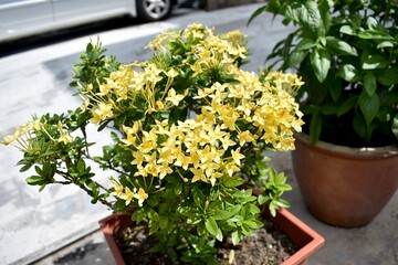 Fototapeta na wymiar Vibrant yellow ixora flowers blooming in a garden