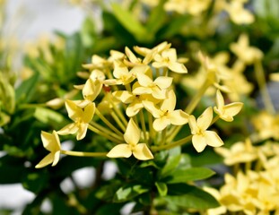 Bright yellow ixora in a tropical garden