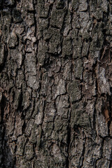 Naklejka premium bark of a tree