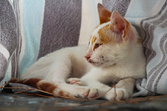 Turkish street cat relaxing a towel on a pool chair

Turkse straatkat op stoel bij zwembad