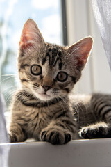 cat on the sill