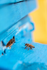 bee on a blue background