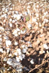 Fototapeta premium Arizona cotton field, cotton, bolls, plants, agriculture, farming, 