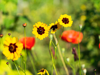 Tricolor daisies blooming in a sunny summer garden, closeup with selective focus