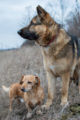 german shepherd dog