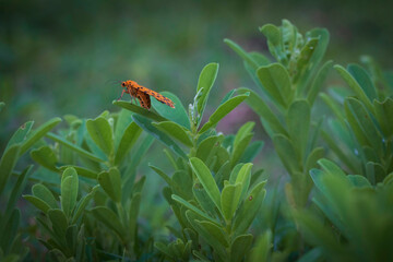 butterfly on a green leaf