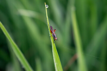 Insect on a leaf