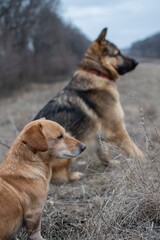 german shepherd dog