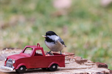 Black-Capped Chickadee, Poecile atricapillus, closeup perched on red truck copy space
