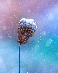 Macro of a frosty dry flower during a snowstorm. Colorful background with shallow depth of field and blur, Colorful winter capture