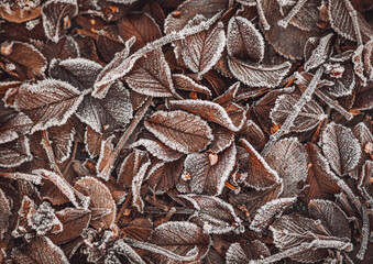 Macro of fallen dried and frosty autumn leaves filling the frame. Texture on the icy frost