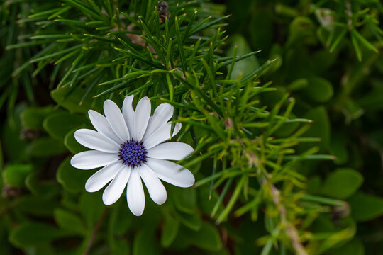 Dimorphotheca pluvialis white flower in the garden