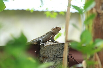 lizard sitting in the stone on the park in the morning . lizard sitting in the stone in rainy day