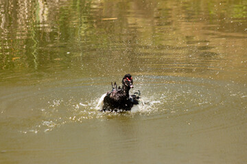 Pato malhado no lago chacoalhando em dia ensolarado