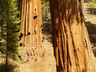 Giant Sequoia Trees, Sequoia National Park, California