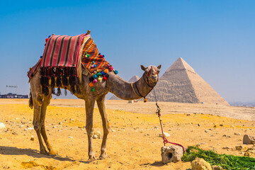 A beautiful camel in the Pyramids of Giza, the oldest Funerary monument in the world. In the city of Cairo, Egypt