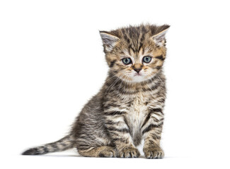 Cute Kitten British Shorthair, isolated on white