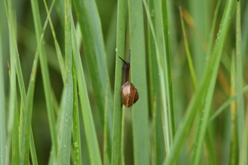 snail on a leaf