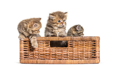 British Shorthair and longhair in a wicker basket