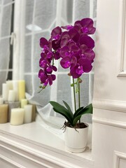 flowers in the window