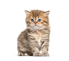Kitten British longhair sitting, isolated on white