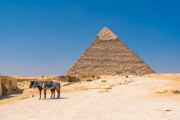 Fototapeta na wymiar A small donkey resting next to the pyramid of Khafre. Cairo, Egypt