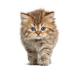 Kitten British longhair approaching