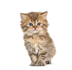 Kitten British longhair, standing, isolated on white