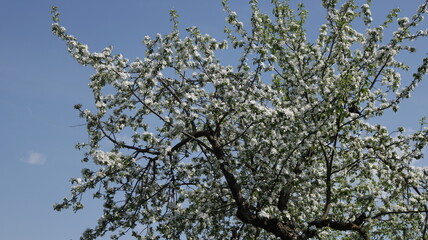 branches against sky