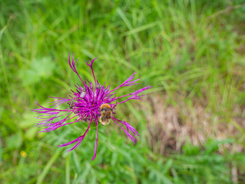 Eine Biene und drei kleine Fliegen auf einer Bl&uuml;te