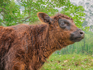 Fototapeta premium Ein braunes Kalb vor unscharfen Hintergrund
