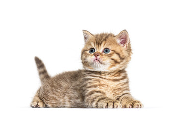 Obraz premium Kitten British Shorthair lying down