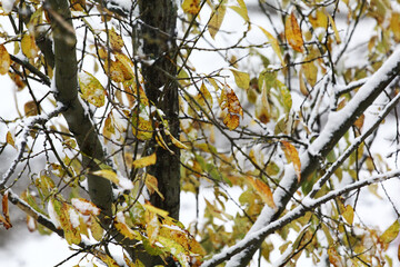 withered autumn yellow leaves on snowy winter tree branches