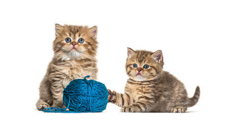 Kitten British longhair and shorthair playing with a blue ball of wool
