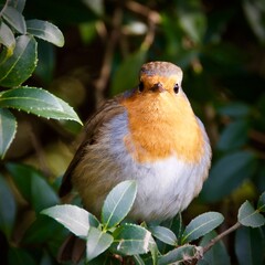 Red Robin close up on a branch
