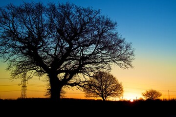 Fototapeta na wymiar Winter Trees silhouetted at Sunrise