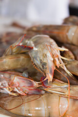 Macro photograph of seawater shrimp at the fish market.