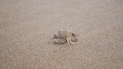 crab on the sand