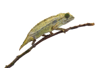 Side view of a Bearded leaf chameleon on a branch, isolated