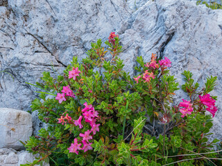 Kleiner Strauch mit rosa Blüten auf einem Felsen