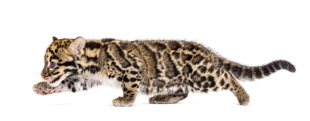 Clouded leopard cub, two months old, Neofelis nebulosa, isolated on white