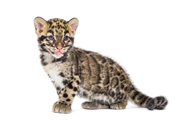 Obraz premium Clouded leopard cub, two months old, Neofelis nebulosa, isolated on white