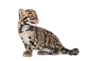 Fototapeta premium Clouded leopard cub, two months old, Neofelis nebulosa, isolated on white