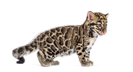 Clouded leopard cub, two months old, Neofelis nebulosa, isolated on white © Eric Isselée