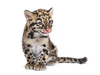 Clouded leopard cub, two months old, Neofelis nebulosa, isolated on white