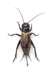 Female field cricket, isolated on white