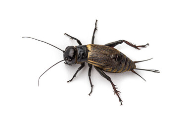 Female field cricket, isolated on white