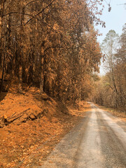 mountain road in a wildfire